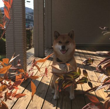 我が家の愛犬 ひめちゃん（芝犬♀５歳）